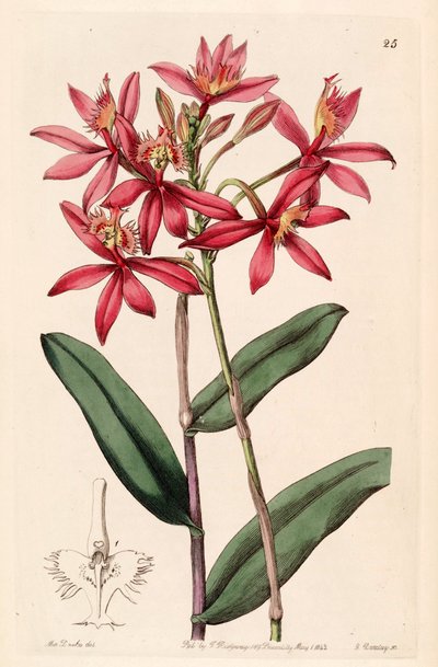 Epidendrum cinnabarinum de Miss Drake